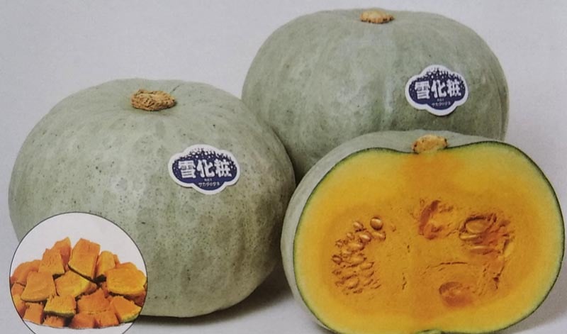 カボチャ種　雪化粧（小袋）［栽培用 種子 南瓜 かぼちゃ サカタ］