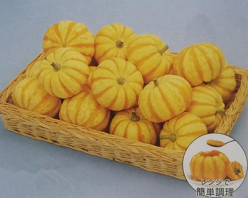 99円 人気の春夏 神田育種 カボチャ かぼちゃ 南瓜 黒光南瓜 小袋 99円 人気の春夏 神田育種 カボチャ かぼちゃ 南瓜 黒光南瓜 小袋