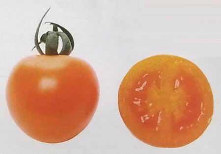 サカタのタネ トマト とまと ミニ アリシア PRIMAX 100粒 ミニ トマト 品種