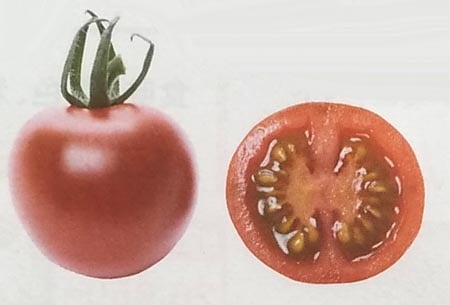 ミニトマト種 【 ヘレナ 】 PRIMAX種子 100粒 （栽培用 種子 MakeSweets Line up 生産者向け サカタ）