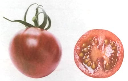 ※新種12月中旬以降入荷予定　ミニトマト種 【 ベロニカ 】 PRIMAX種子 100粒 （栽培用 種子 MakeSweets Line up 生産者向け サカタ）