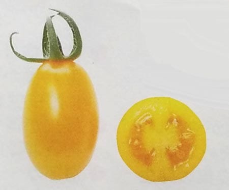 ※新種12月中旬以降入荷予定　ミニトマト種 【 パトリシア 】 PRIMAX種子 100粒 （栽培用 種子 MakeSweets Line up 生産者向け サカタ）