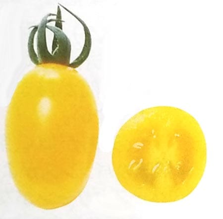 ※新種12月中旬以降入荷予定　ミニトマト種 【 クラウディア 】 PRIMAX種子 100粒 （栽培用 種子 MakeSweets Line up 生産者向け サカタ）