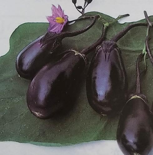 ナス種　ごちそう　(500粒)<br>[栽培用 種子 なす 茄子 生産者向け サカタ]