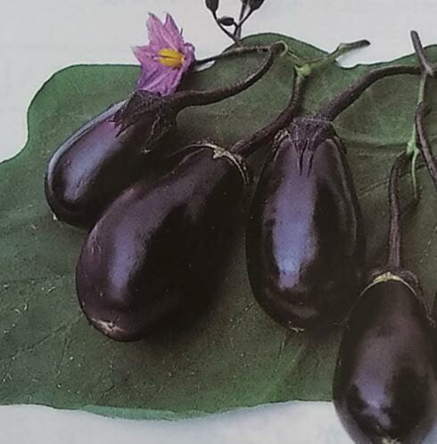 やまなす品 やまなす品 なす | 果菜類 | プロ向け品種 | 大和農園