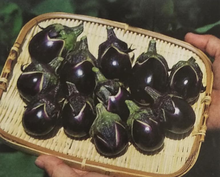 ※新種12月以降入荷予定<br>ナス種 【 うす皮味丸 】 実咲小袋 （栽培用 種子 なす 茄子 生産者向け サカタ）