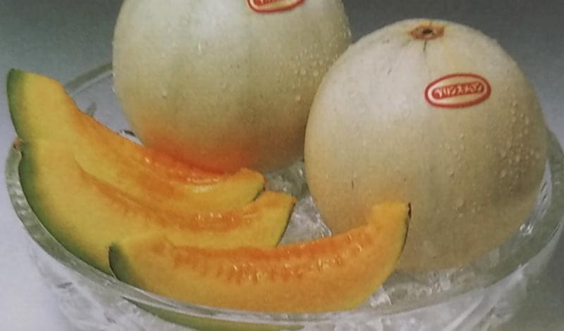 ※新種12月以降入荷予定　メロン種　プリンス　(小袋)<br>[栽培用 種子 甜瓜 サカタ]