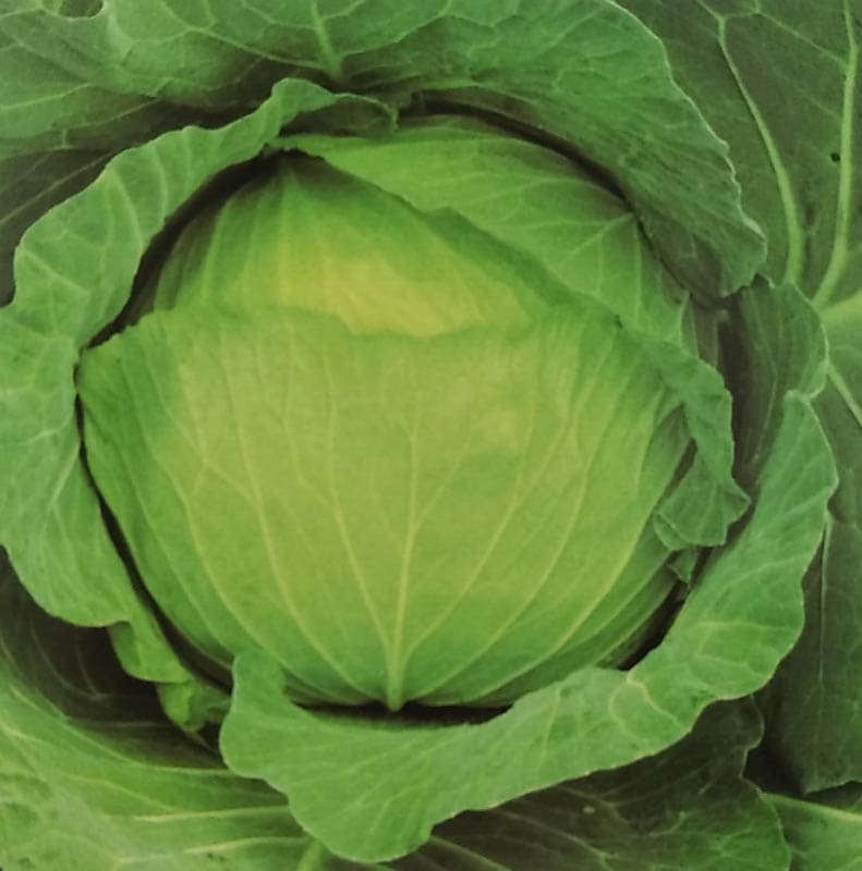 キャベツ種　がいな　ペレット種子(5000粒)<br>[栽培用 種子 きゃべつ 甘藍 生産者向け サカタ]