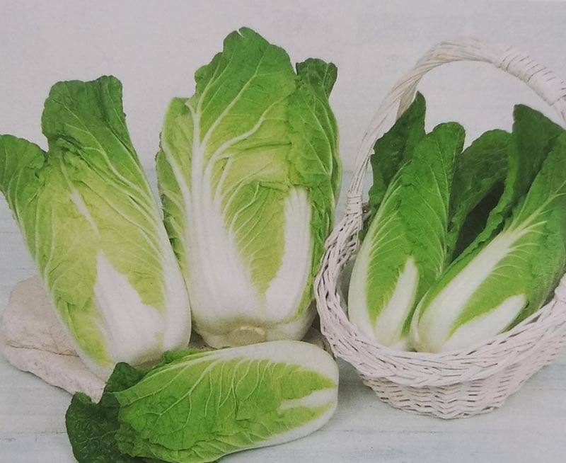 ※7月以降入荷後発送予定<br>ハクサイ種　ゆめいろハクサイ タイニーシュシュ　ペレット種子（5000粒）[栽培用 種子 ミニ白菜 はくさい 生産者向け サカタ]