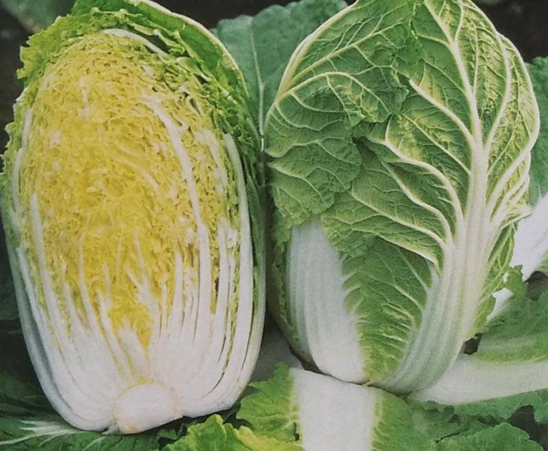 ハクサイ種 【 ちよぶき70 】 ペレット種子 5000粒缶 （栽培用 種子 白菜 はくさい 生産者向け サカタ）