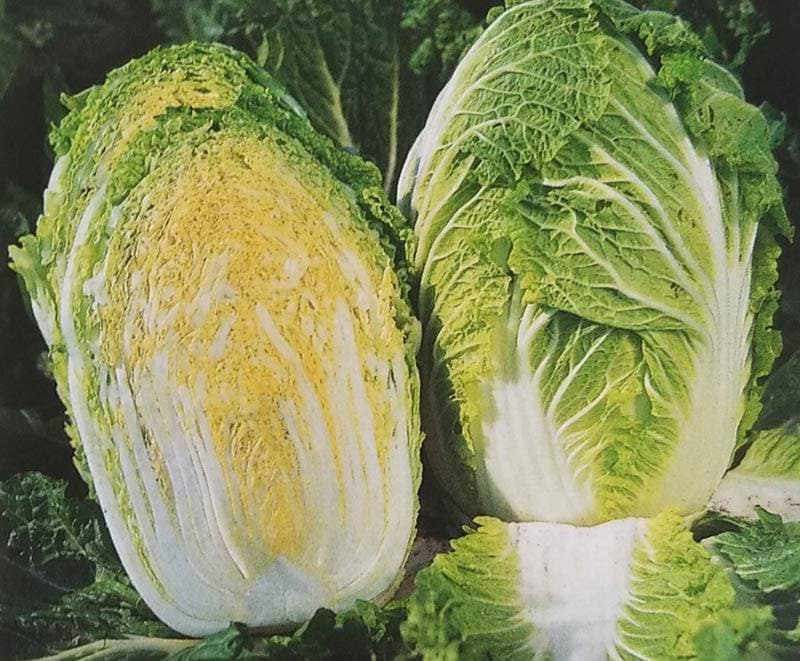 ハクサイ種 【 みねぶき505 】 ペレット種子 5000粒缶 （栽培用 種子 白菜 はくさい 生産者向け サカタ）