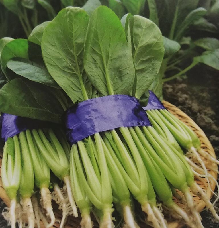 コマツナ種　つなしま　(20ml)<br>[栽培用 種子 こまつな 小松菜 サカタ]