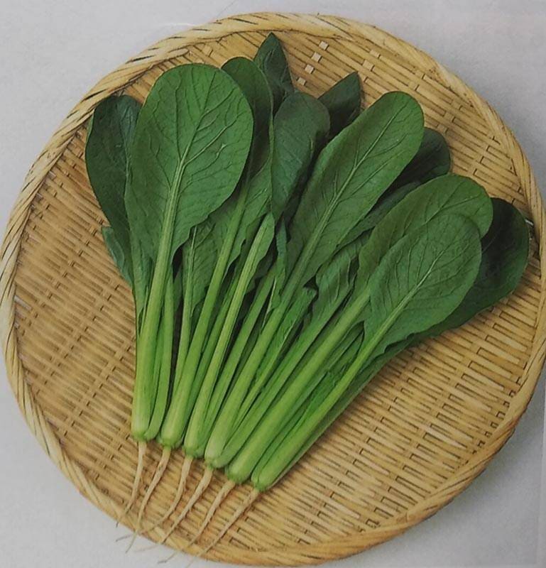 コマツナ種 【 いなむら 】 2dL （栽培用 種子 こまつな 小松菜 生産者向け サカタ）