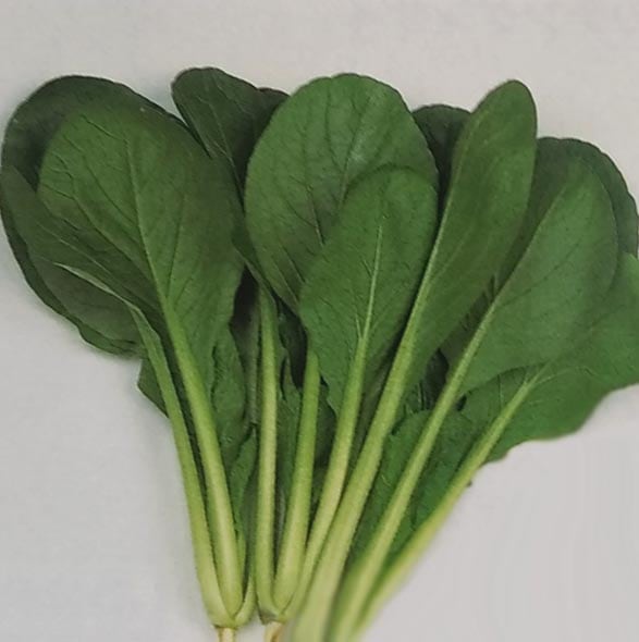 コマツナ種　はっけい　(2dL)<br>[栽培用 種子 こまつな 小松菜 生産者向け サカタ]