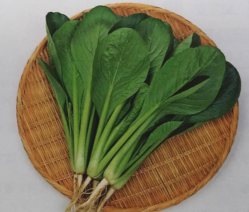 ※新種12月以降入荷予定　コマツナ種　はまつづき　(20ml)<br>[栽培用 種子 こまつな 小松菜 サカタ]