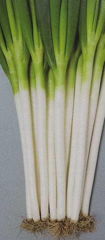 ネギ種 【 夏扇タフナー 】 ペレット種子 6000粒 （栽培用 種子 ねぎ 葱 生産者向け サカタ）