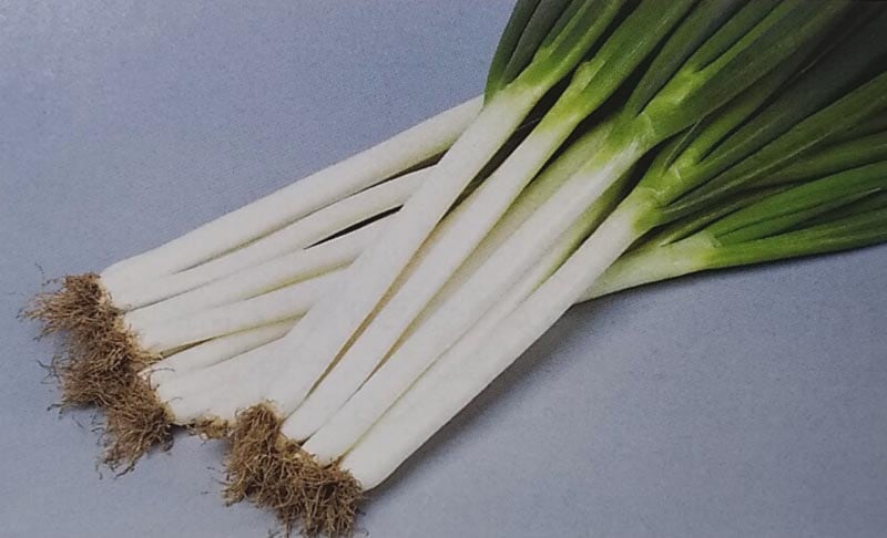 ネギ種 【 夏扇パワー 】 1dL （栽培用 種子 ねぎ 葱 生産者向け サカタ）