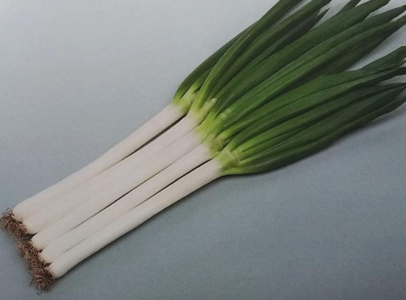 ネギ種　初夏扇2号　ペレット種子(6000粒)<br>[栽培用 種子 ねぎ 葱 生産者向け サカタ]