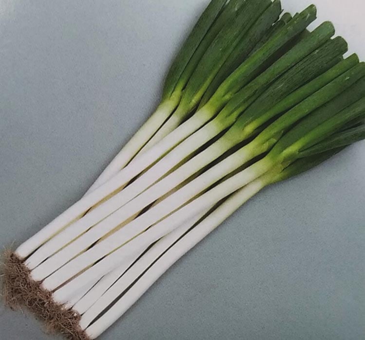 ネギ種　初夏扇　ペレット種子(6000粒)<br>[栽培用 種子 ねぎ 葱 生産者向け サカタ]