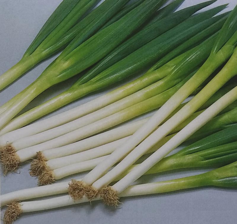 ネギ種　春扇　(1dL)<br>[栽培用 種子 ねぎ 葱  生産者向け サカタ]