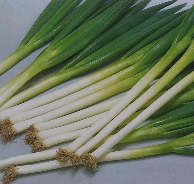 ネギ種　春扇　(20ml)<br>[栽培用 種子 ねぎ 葱  生産者向け サカタ]