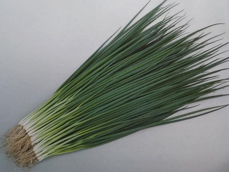 ネギ種 【 菊千代 】 20ml （栽培用 種子 小ねぎ 小葱 サカタ）