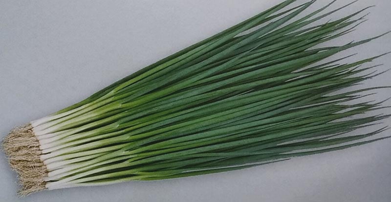 ネギ種　竹千代　(1L)<br>[栽培用 種子 小ねぎ 小葱  生産者向け サカタ]