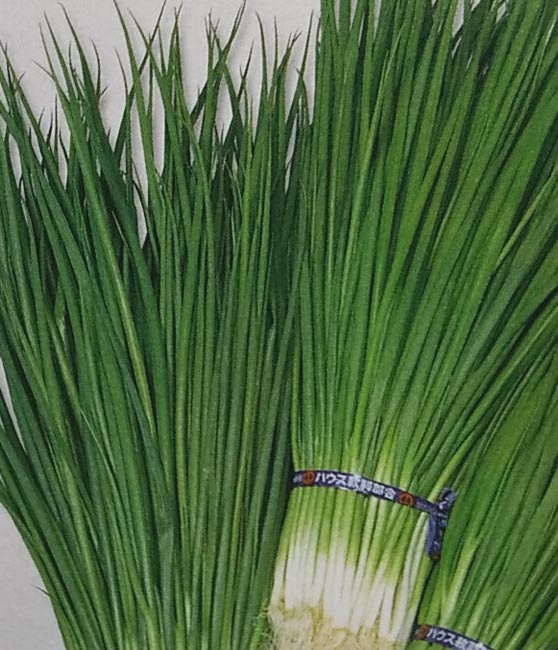 ネギ種 【 緑秀 】 2dL （栽培用 種子 小ねぎ 小葱 生産者向け サカタ）