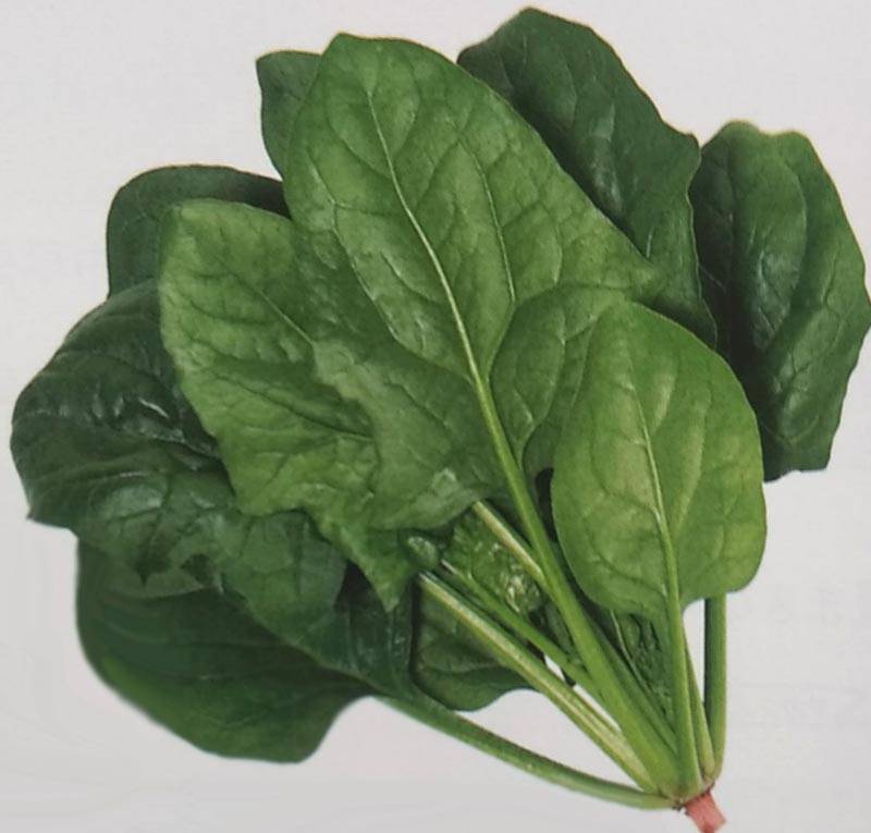 ホウレンソウ種 【 ブライトン スパーク 】 PRIMAX種子 実咲小袋 （栽培用 種子 ほうれんそう ほうれん草 法蓮草 サカタ）