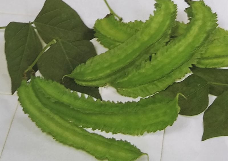 ※新種12月以降入荷予定　シカクマメ種　サカタのシカクマメ（20ml）<br>[栽培用 種子 しかくまめ うりずん豆 サカタ]