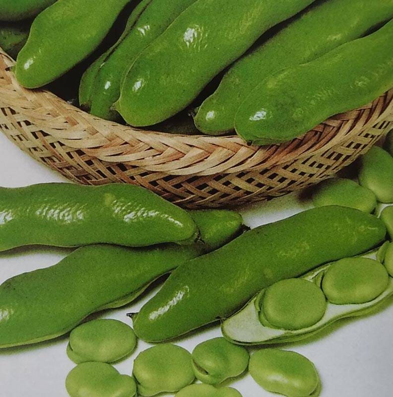 ※新種12月以降入荷後発送　ソラマメ種 【 打越一寸 】 1L （栽培用 種子 そらまめ 空豆 蚕豆 生産者向け サカタ）