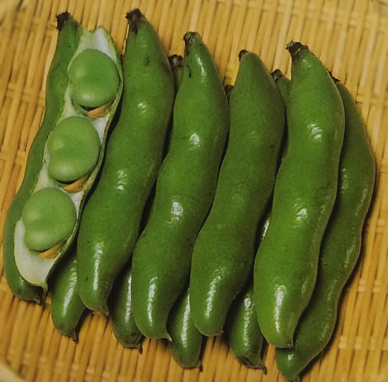 【8月下旬入荷】ソラマメ種　打越緑一寸　(1dL)<br>[栽培用 種子 そらまめ 空豆 蚕豆 サカタ][品種名：打越緑一寸]