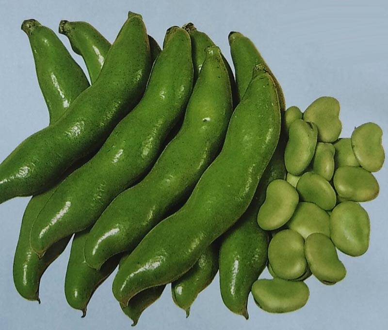 ※7月中旬以降入荷予定<br>ソラマメ種 【 駒栄 】 1L （栽培用 種子 そらまめ 空豆 蚕豆 生産者向け サカタ）（品種名：駒栄）