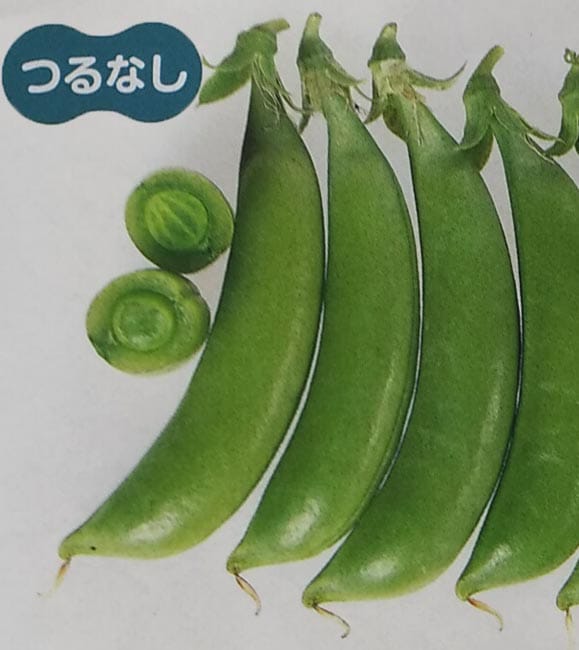 エンドウマメ種　ホルンスナック　(1L)<br>[栽培用 種子 エンドウ種 えんどうまめ 豌豆 生産者向け サカタ][品種名：ホルンスナック]