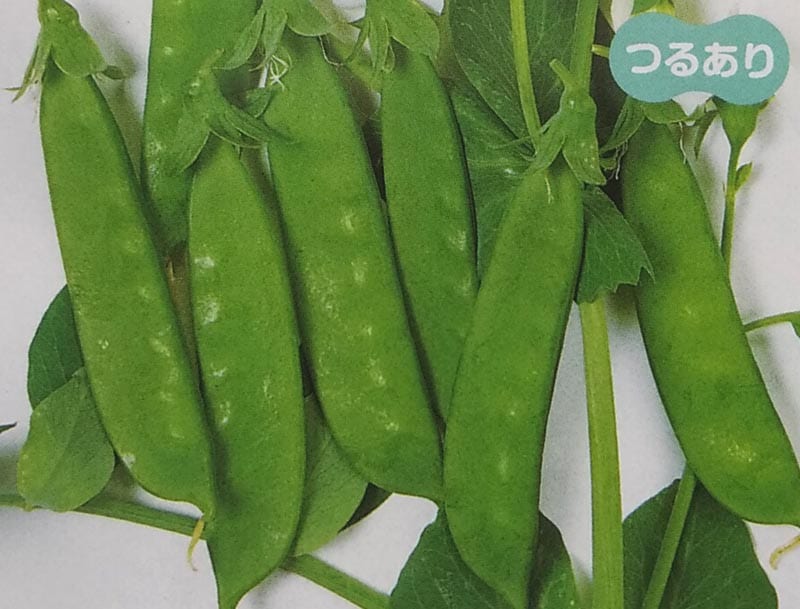 エンドウマメ種　あずみ野30日絹莢PMR　(1L)<br>[栽培用 種子 キヌサヤエンドウ種 えんどうまめ 絹莢豌豆 サカタ][品種名：あずみ野30日絹莢PMR]