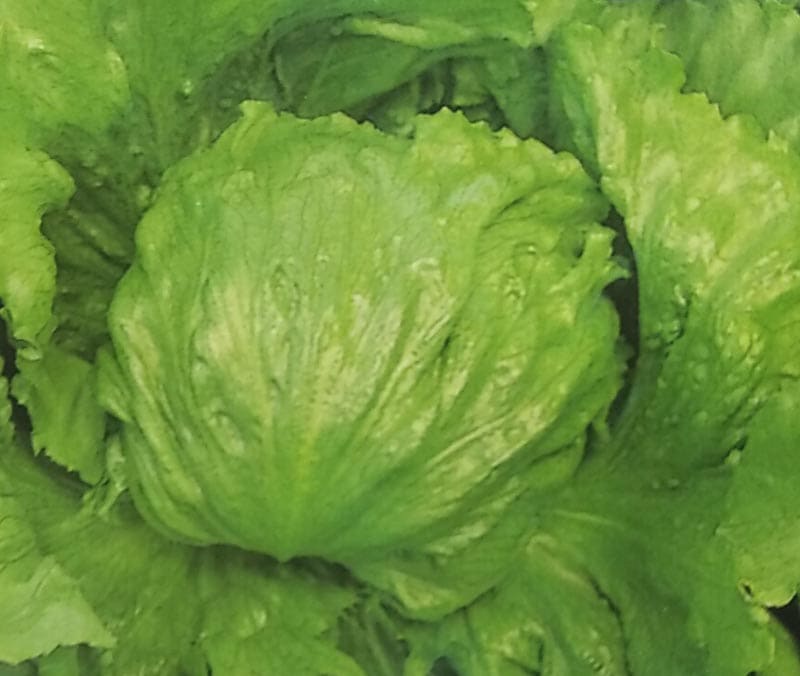 レタス種 ツインセット ペレット種子(5000粒)<br>[栽培用 種子 チシャ