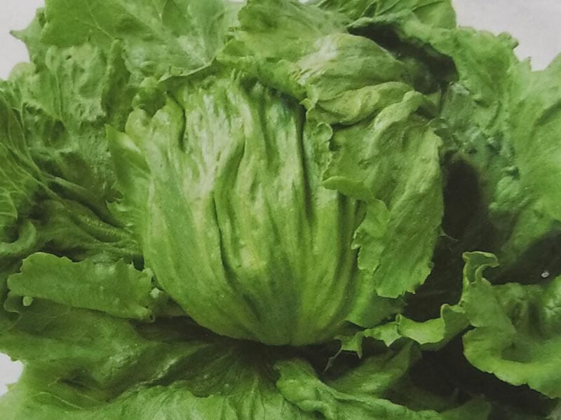 野菜・果物の種,レタス【種】 | みつのぶ