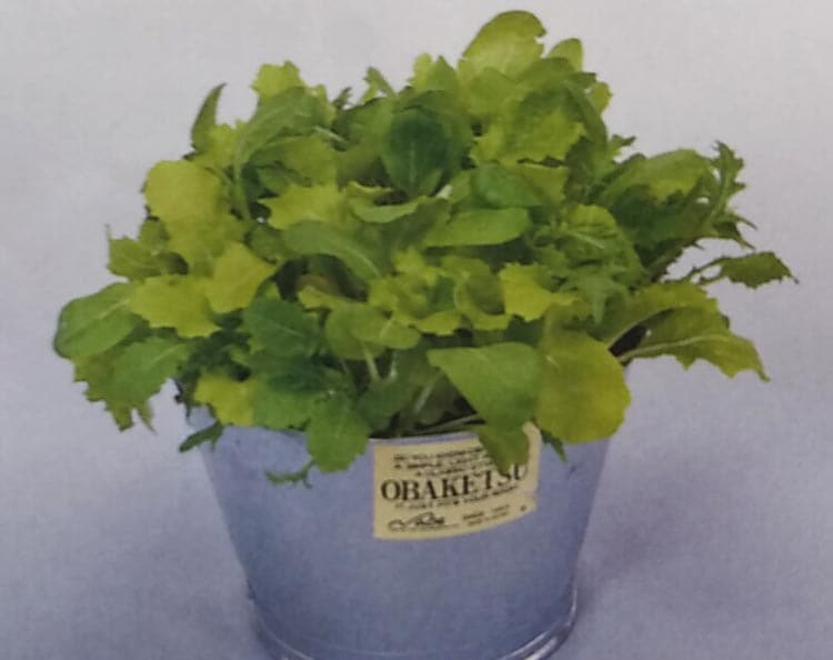 ミックスレタス種 【 ベビーサラダミックス 】 実咲小袋 （栽培用 種子 チシャ 苣 サカタ）