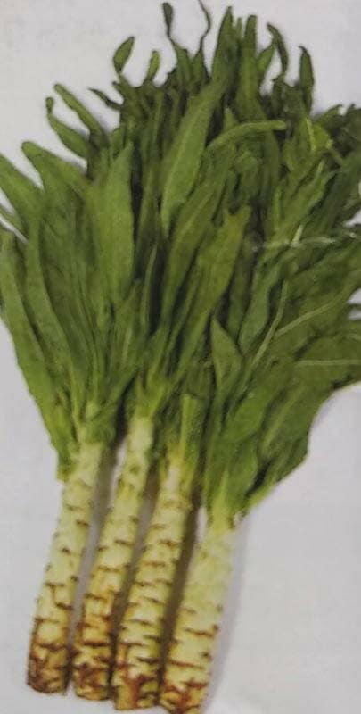 茎レタス種 【 ケルン 】 実咲小袋 （栽培用 種子 チシャ 苣 山くらげ サカタ）