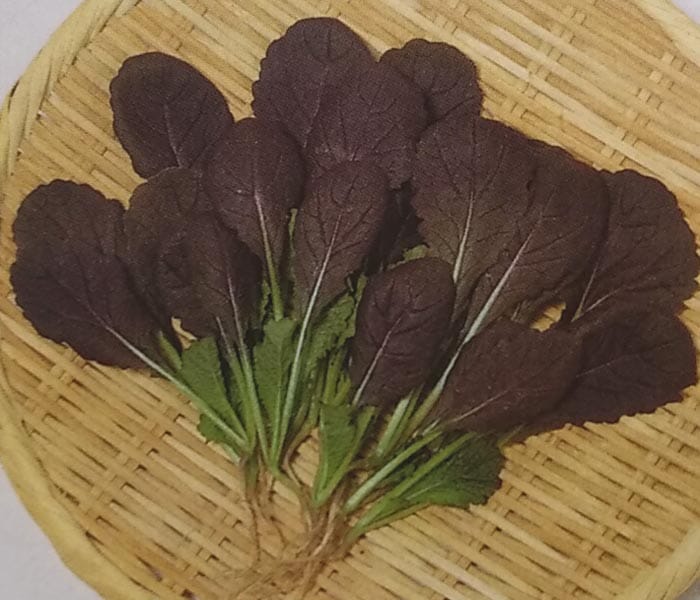 カットリーフ種 【 レッドマスタード 】 20ml （栽培用 種子 ベビーサラダ 葉菜 サカタ）