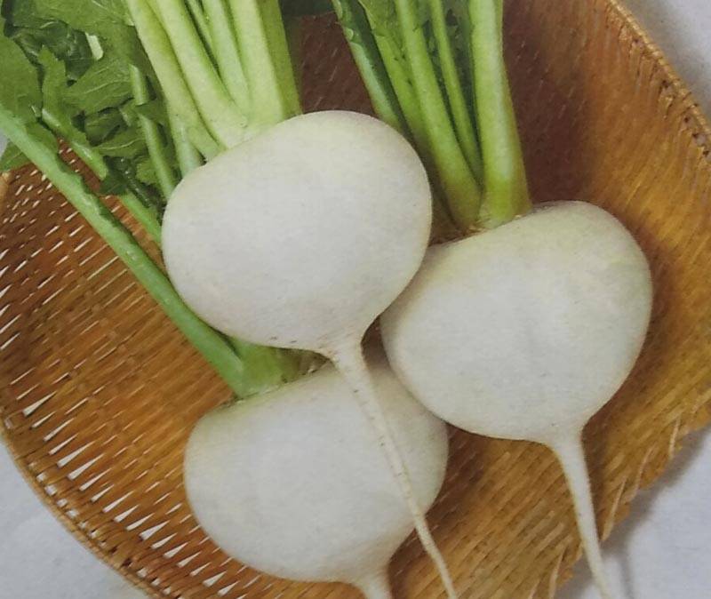 中カブ種 【 玉波 】 実咲小袋 （栽培用 種子 かぶ 蕪 サカタ）