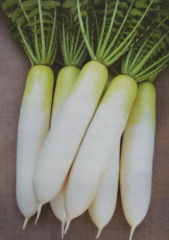 ダイコン種 【 春の守 】 ペレット種子 5000粒 （栽培用 種子 だいこん 大根 生産者向け サカタ）