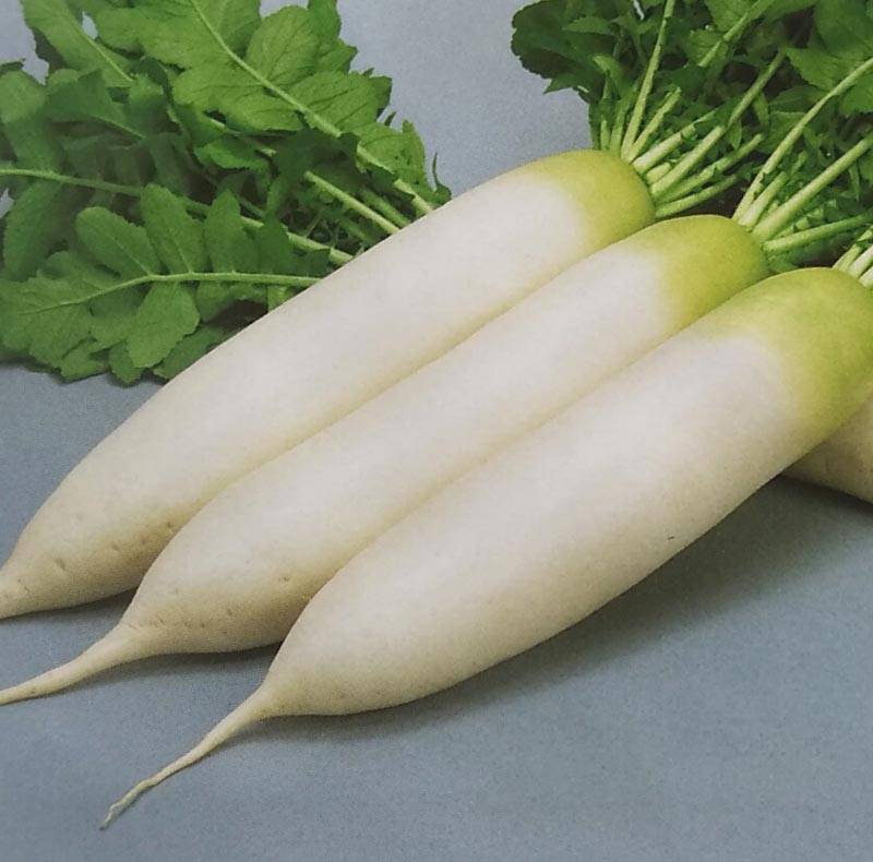 ※新種2025年8月以降入荷予定　ダイコン種 【 濱のはる 】 ペレット種子 5000粒 （栽培用 種子 だいこん 大根 生産者向け サカタ）