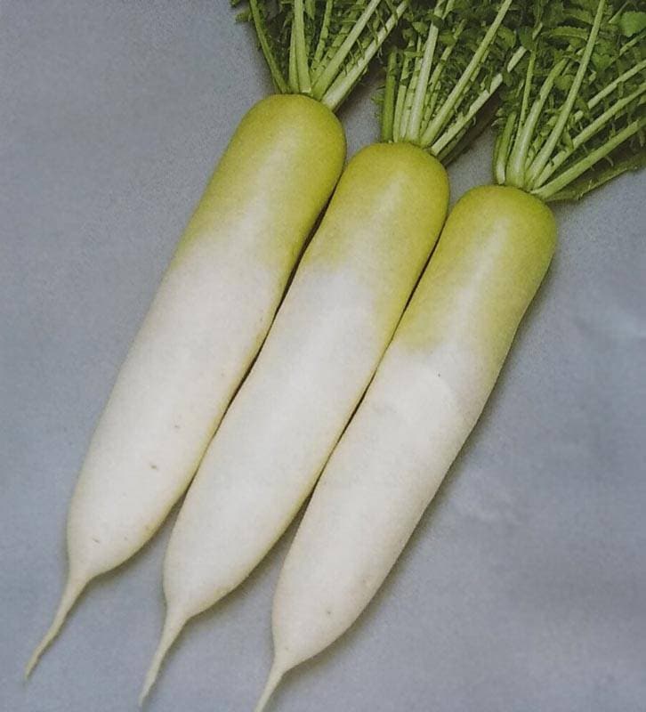 ダイコン種 【 天宝 】 2dL （栽培用 種子 だいこん 大根 生産者向け サカタ）