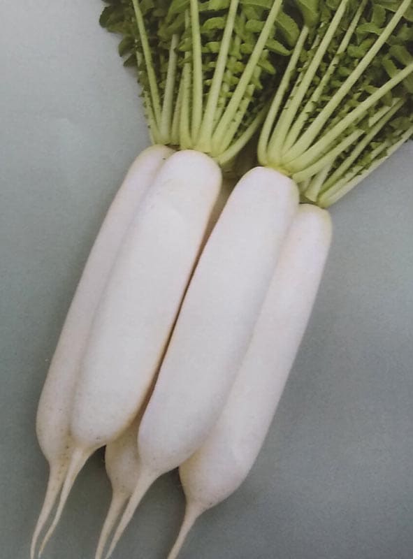 ダイコン種  夏相撲 (8000粒)<br>[栽培用 種子 だいこん 大根 生産者向け サカタ]