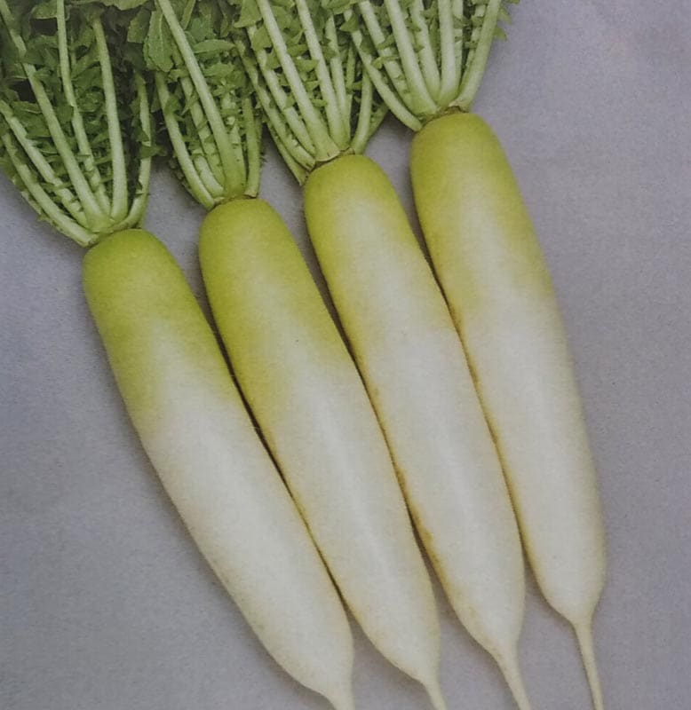 ダイコン種  献夏青首 ペレット種子(5000粒)<br>[栽培用 種子 だいこん 大根 生産者向け サカタ]