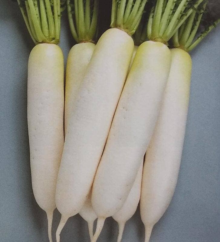 ※7月中旬以降入荷予定<br>ダイコン種 【 夏の守 】 8000粒 （栽培用 種子 だいこん 大根 生産者向け サカタ）