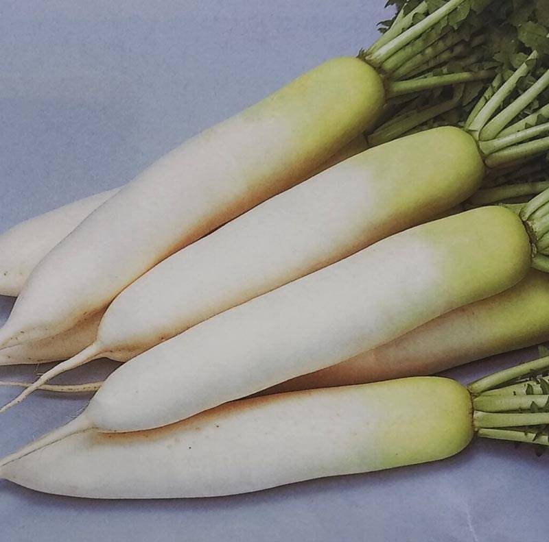 ダイコン種 【 夏のきざし 】 ペレット種子 5000粒 （栽培用 種子 だいこん 大根 生産者向け サカタ）