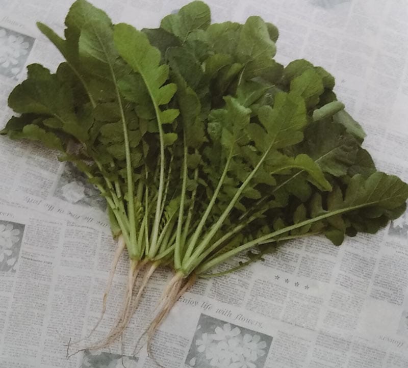 　葉ダイコン種  葉大臣 (1L)<br>[栽培用 種子 葉だいこん 葉大根 生産者向け サカタ]