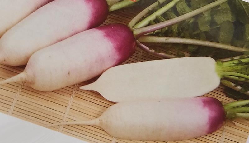 ミニダイコン種  あやめっ娘 (小袋)<br>[栽培用 種子 ミニだいこん ミニ大根 サカタ]